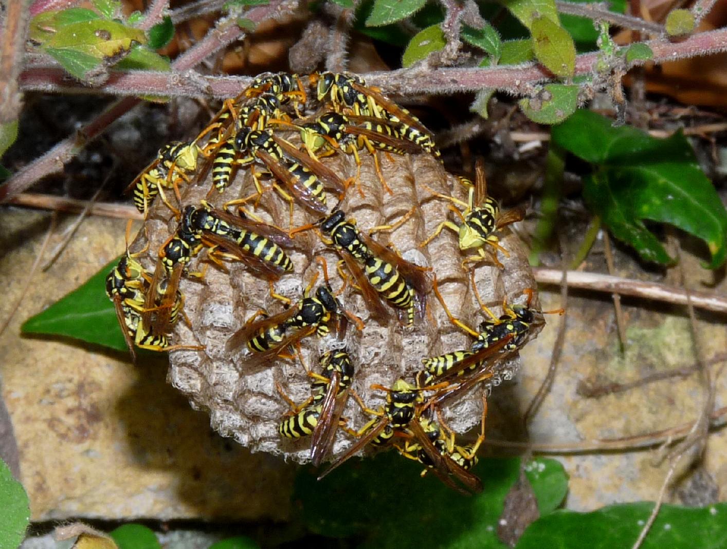 Polistes sp.: aggregato autunnale di future fondatrici
